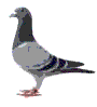 pigeonlt.gif