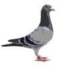 pigeonrt.gif