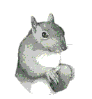 squirrel.gif